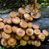 Ljetni agarik i njegov opasan pandan + fotografija