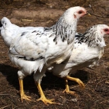 Opis adler srebrne pasmine pilića