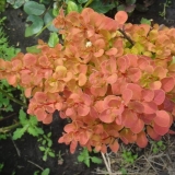 Opis rukola žutika (berberis thunbergii narandžasta rukola)