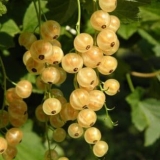 Opis vilinske bijele ribizle