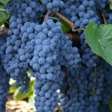 Opis crnog sultana grožđa bez koštica