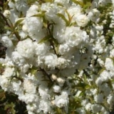 Opis ukrasne žljezdaste trešnje