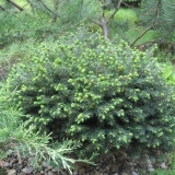 Opis srpske karelijske omorike