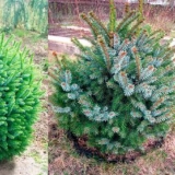 Opis smrče srpske nane