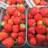 Opis, karakteristike i fotografije jagoda sonsation (sensation)