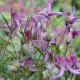 Opis i fotografija grmolikog klematisa