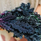 Opis i karakteristike kupusnog kelja (ruskog kupusa)