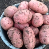 Opis i karakteristike sorte crvenog grimiznog krompira