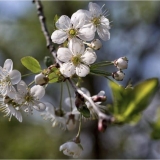 Opis i karakteristike naziva sorte trešnje