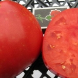 Opis i karakteristike sorte paradajza šećerni bizon