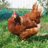 Opis i karakteristike uzgojenog hibrida redbro pilića