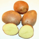 Opis sorti krompira osveta