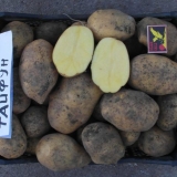 Tajfunski opis krompira