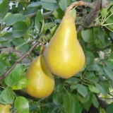 Opis stubastog dekora kruške