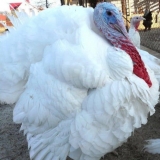 Opis purana za kros victoria