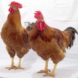 Opis broken brown pilića