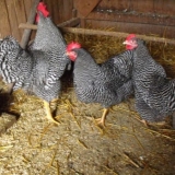 Opis majstorskih sivih pilića