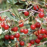 Opis grmovitih stepskih sorti trešanja