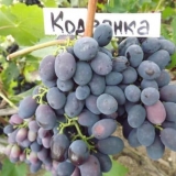 Opis moldavskog grožđa kodryanka
