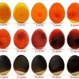 Opis ovoskopa i njegove upotrebe tokom inkubacije