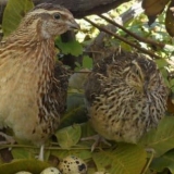 Opis faraona rase prepelica