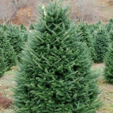 Phraser fir description