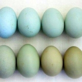 Opis pasmine pilića ameraucana, karakteristike + fotografija