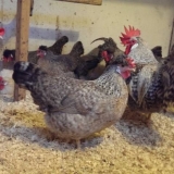 Opis pasmine pilića legbar, karakteristike + fotografija