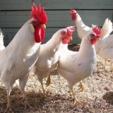 Opis rase leghorn pilića