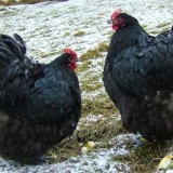 Opis orpington pasmine pilića