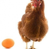 Opis pasmine pilića redbro