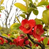 Opis, sadnja i njega veličanstvene dunje nikolin (nikolin)