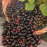 Opis sorte crne ribizle lazy