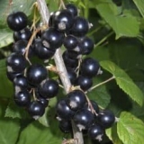 Opis sorte crnog ribizla