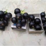 Opis sorte crne ribizle sibylla