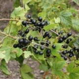 Opis blaga sorte crne ribizle