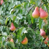 Opis sorte opatske kruške