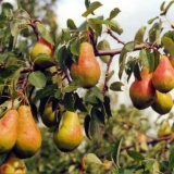 Opis sorte kruške nika