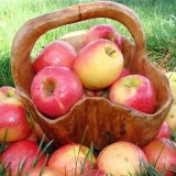 Opis sorte užitka od jabuke