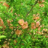 Korisna svojstva listova dunje (henomeles) i kontraindikacije