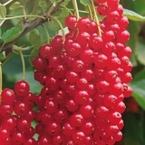 Opis omiljene sorte crvene ribizle