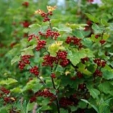 Opis sorte viksne crvene ribizle