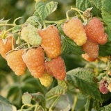 Opis sorte maline narandžasto čudo