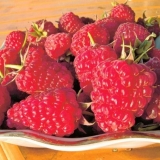 Opis sorte maline monomahov šešir