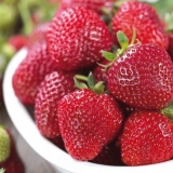 Opis remontantne sorte jagode mara des bois (mara de bois)