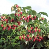 Opis standardne sorte maline tarus