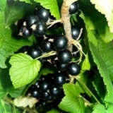 Opis sorte crnog bisera ribizle