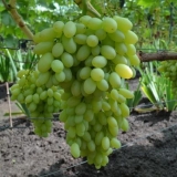 Opis sorte grožđa kišmiš stoljeće