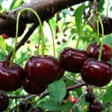 Opis sorte trešnje chernokorka
