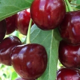 Opis sorte trešnje nochka ili duk